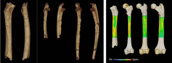 3D models and analysis of the postcranial material of Sahelanthropus tchadensis