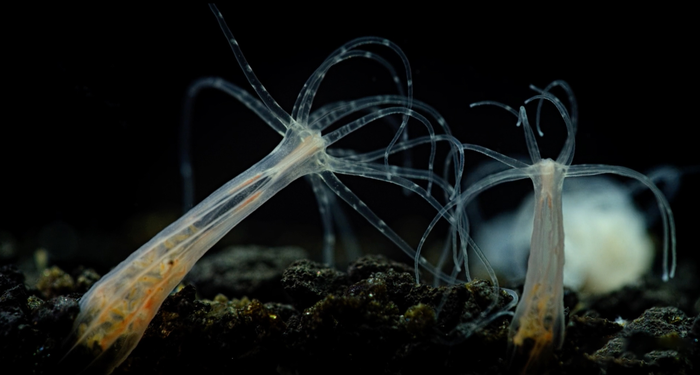 Starlet sea anemone Nematostella vectensis
