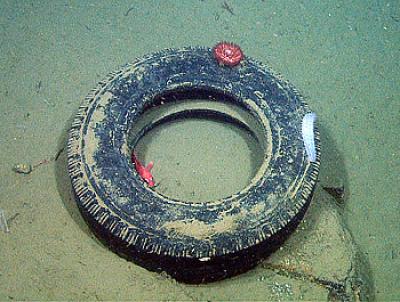 Tire on Deep Seafloor