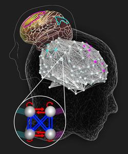 Intelligent brains take longer to solve difficult problems