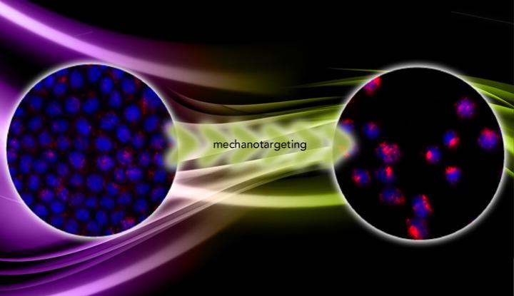 Mechanotargeting