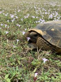 Gopher Tortoise in Southeastern Florida