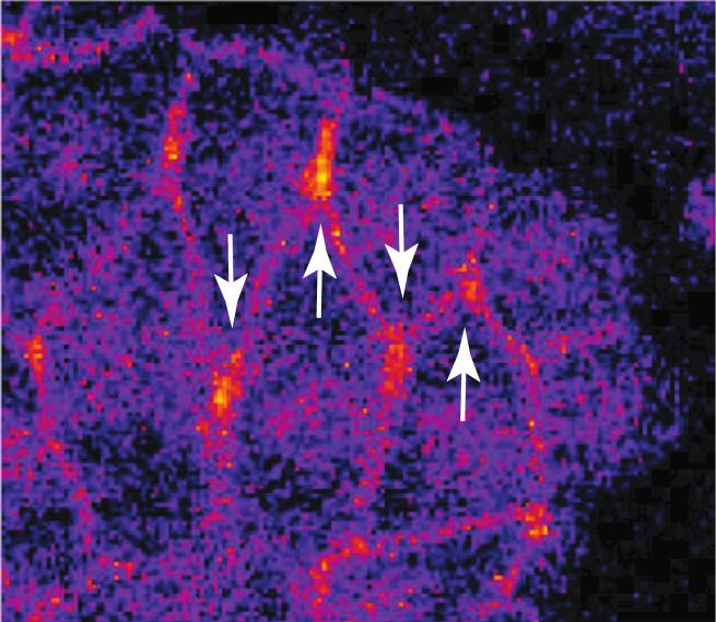 Protein Points Cells in the Right Direction for Migrations in Developing Tissues