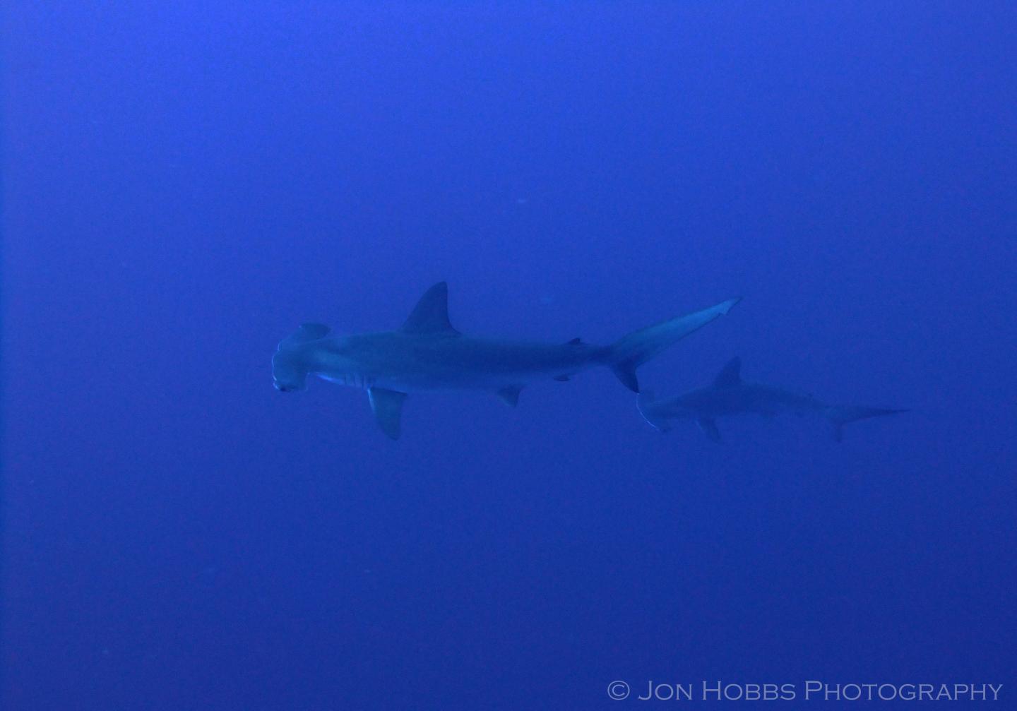 Hammerhead Sharks