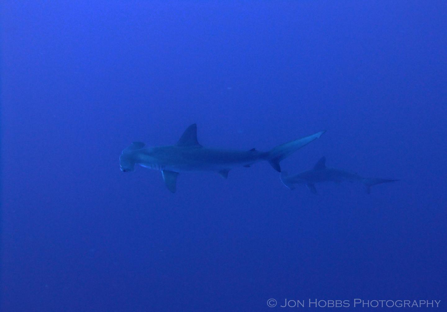 Hammerhead Sharks