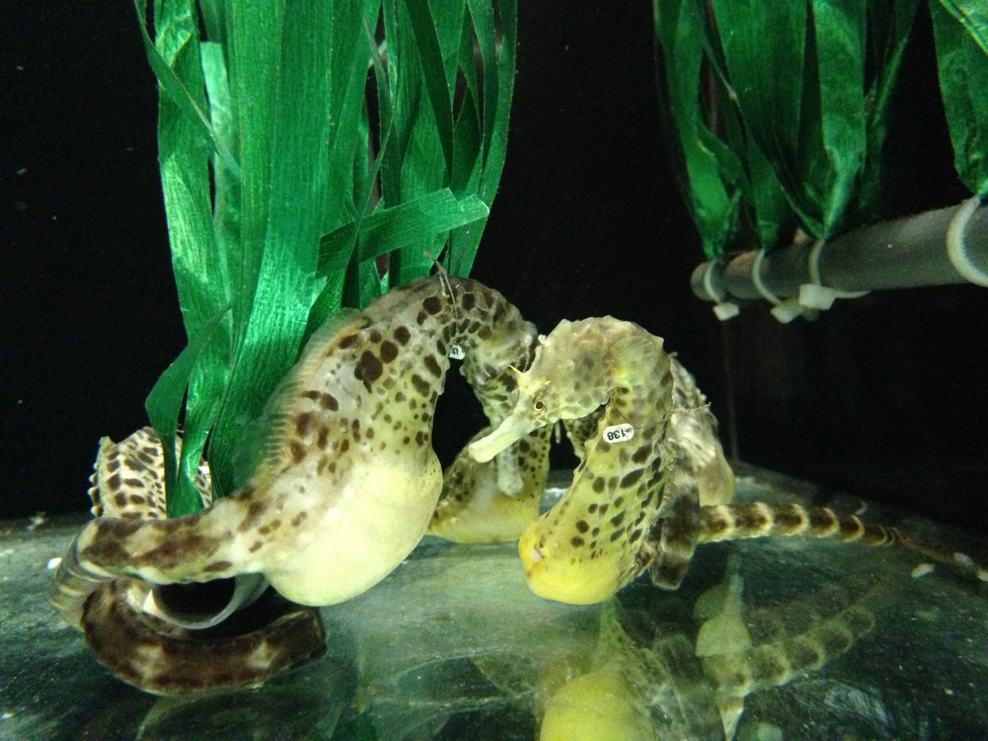 Adult Male Potbellied Seahorses in the Lab