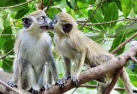 Vervet Monkeys in Dania Beach