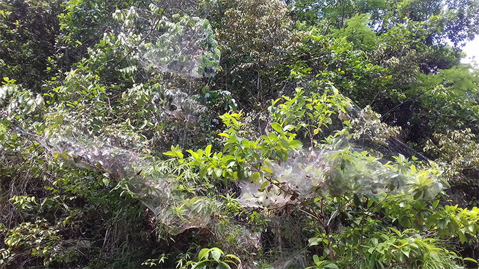 Social spider colony (Anelosimus eximius) in French Guyana.