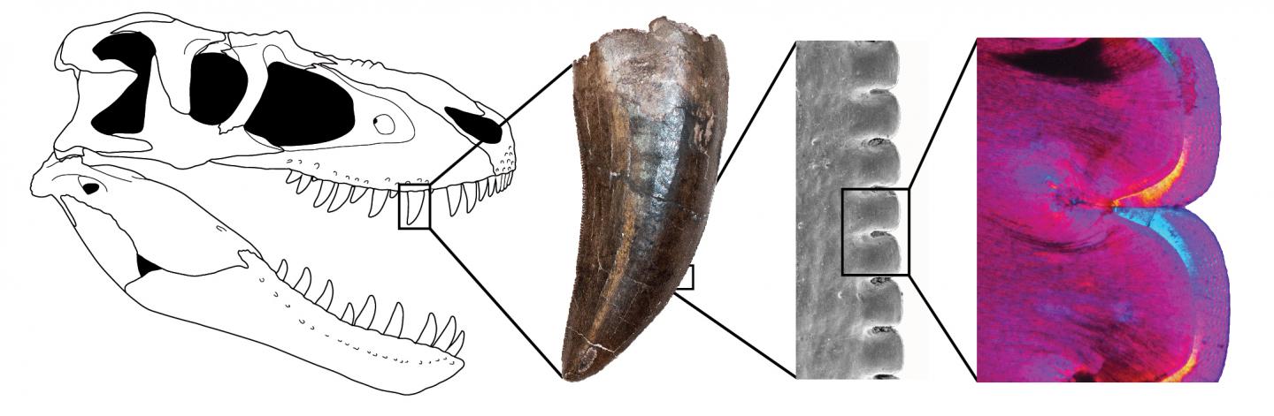 <em>Gorgosaurus</em> Tooth Section