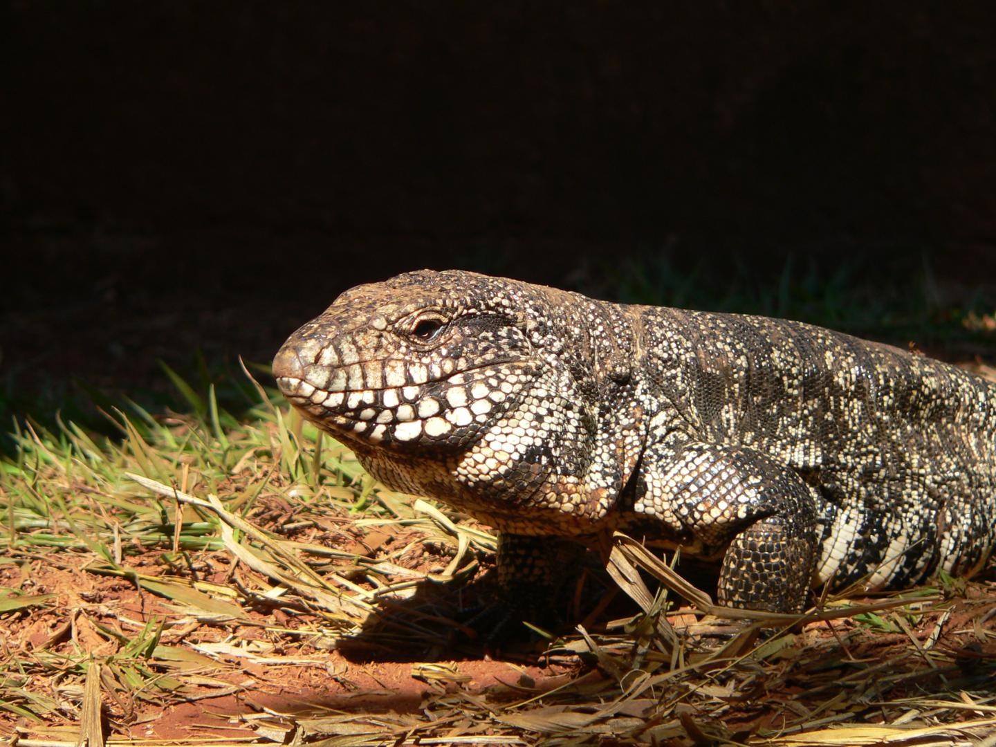 Tegu Lizards Get Body Heat Boost During Mating Season (1 of 5)