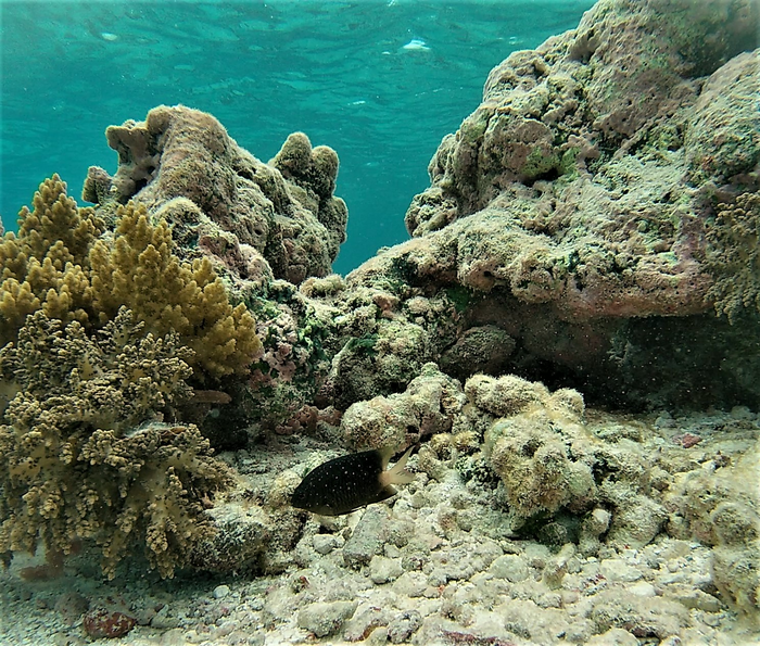 Jewel Damselfish (Plectroglyphidodon lacrymatus).