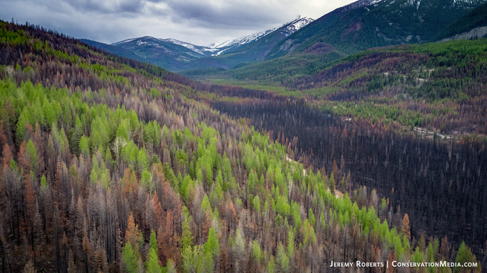 Pyrodiverse Forest