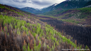 Woodpecker guides post-fire forest management - Vimarsana News
