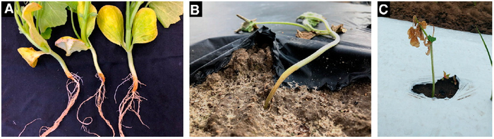 Symptoms of Pythium root and stem rot