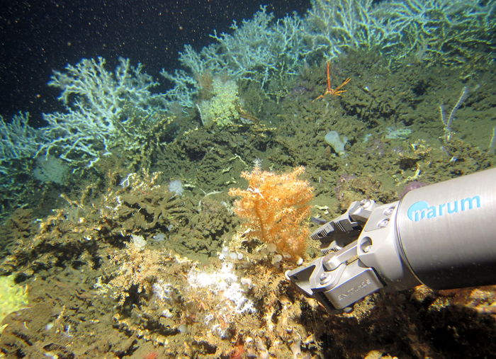 Past events reveal how future warming could harm cold-water corals