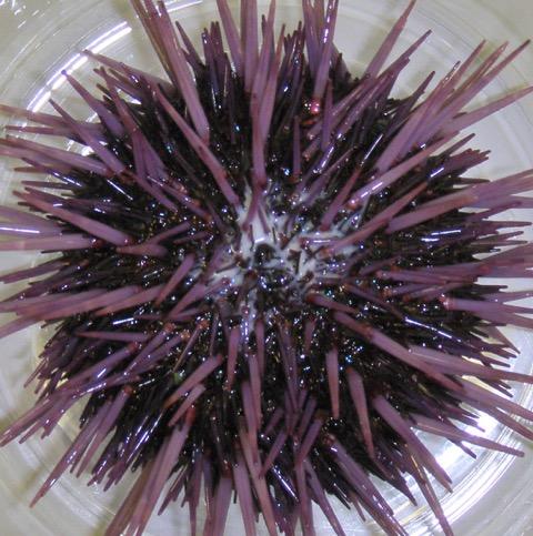 Sea Urchin