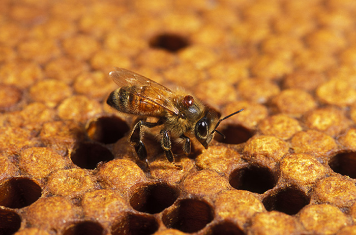 Honey bee with a varroa mite