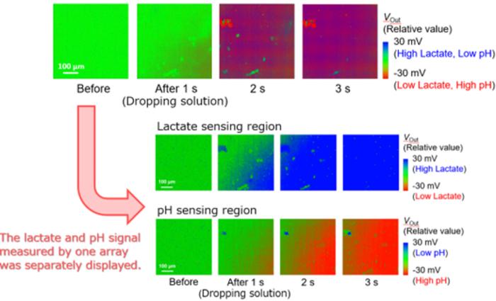 Time-lapse images in which the lactate and hydrogen ions diffusion in solutions was measured on a single chip, and the lactate and pH signals are separately displayed