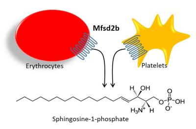 Mechanism by Which Sphingosine-1-Phosphate is Released from Blood Cells