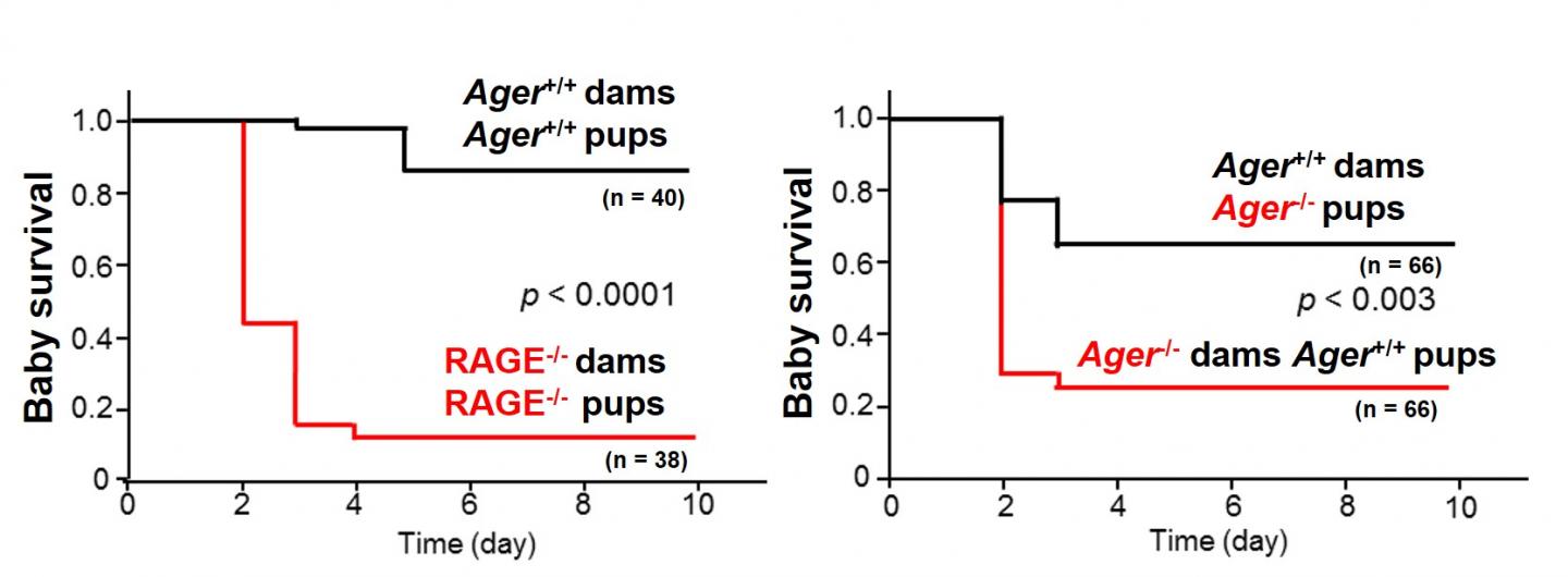 Figure 1. Survival of Baby Mice Nurtured b Homozygous RAGE-KO Mother Mice