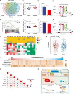 Abnormality of the Wnt pathway induces microsatellite instability (MSI) and regulates immune response in colorectal cancer.