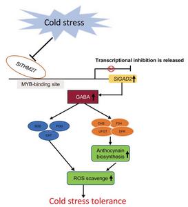 A working model for SlTHM27-SlGAD2 in response to cold stress.