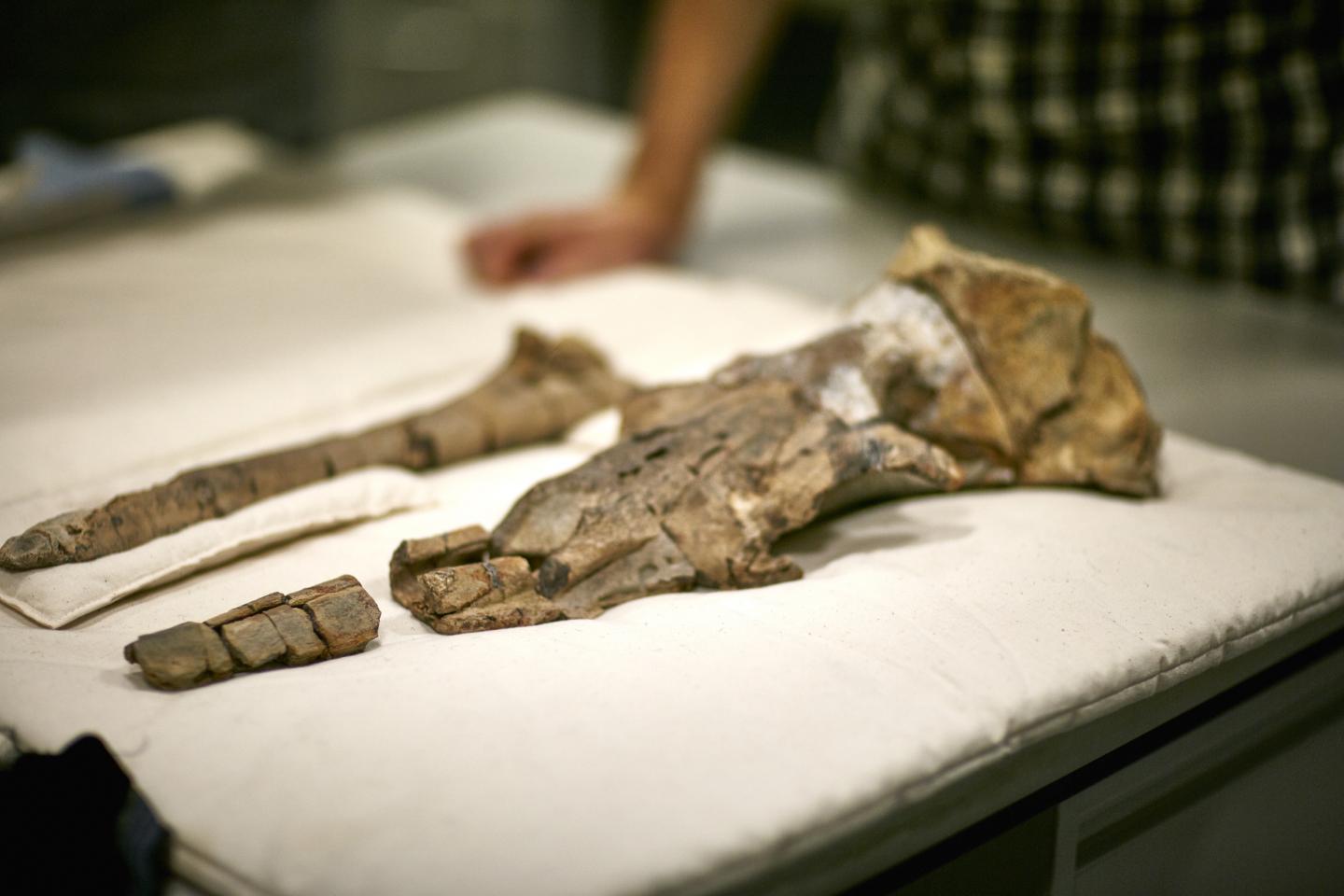 World-First Research Sheds Light on the Origin of the Baleen Whale 2