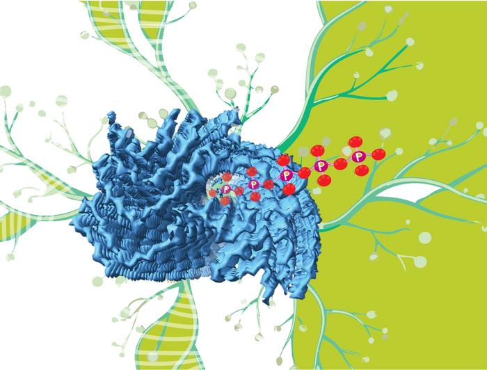 Polyphosphate fits 'mystery density' in amyloid fibrils