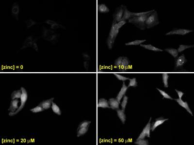 Fluorescence Dependence on Added Zinc