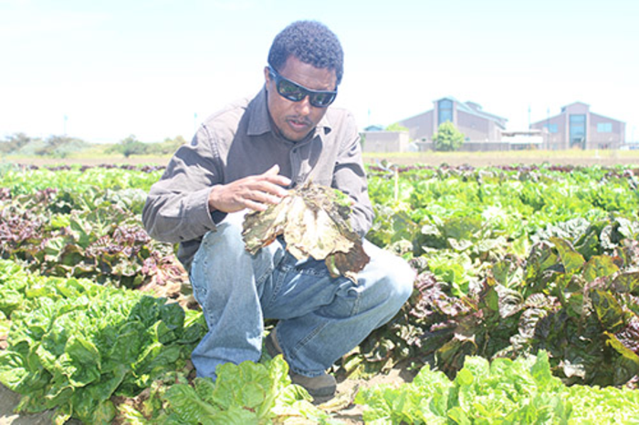 Bullo Erena Mamo with lettuce