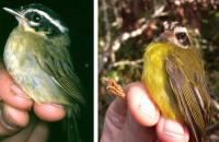 Two Different Kinds of Three-striped Warblers from South America