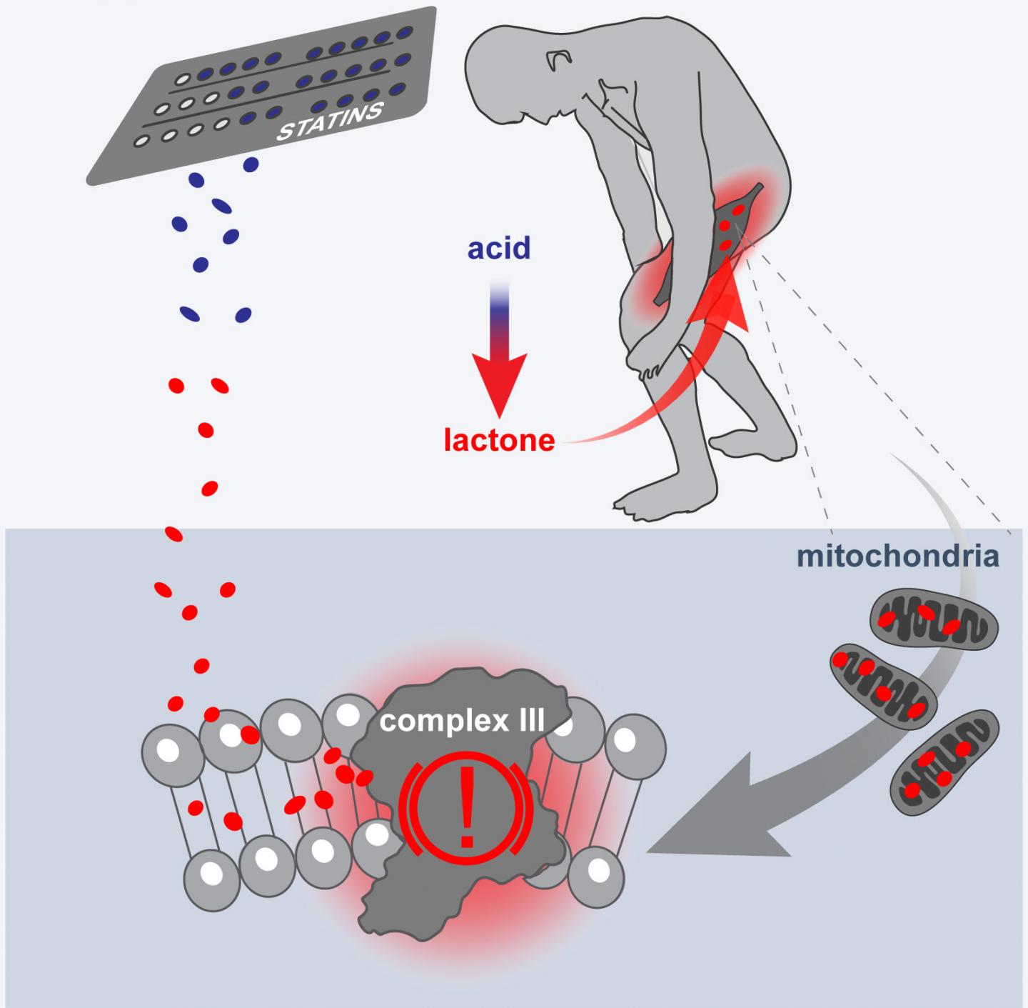 Cause of statin induced myopat image eurekalert science news releases