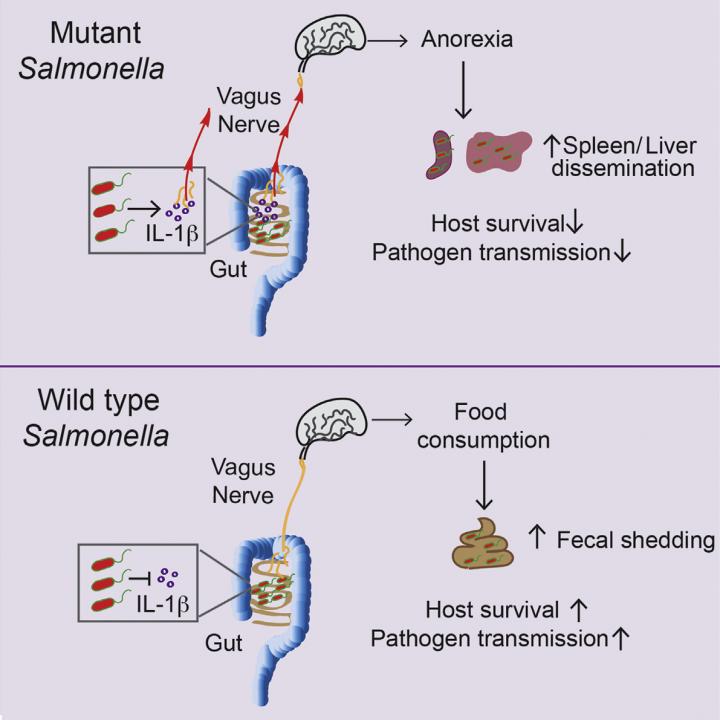 Why Salmonella wants its host to have a healt EurekAlert!
