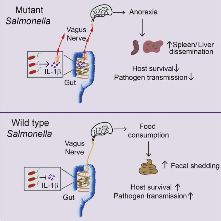 Pathogens and Loss of Appetite