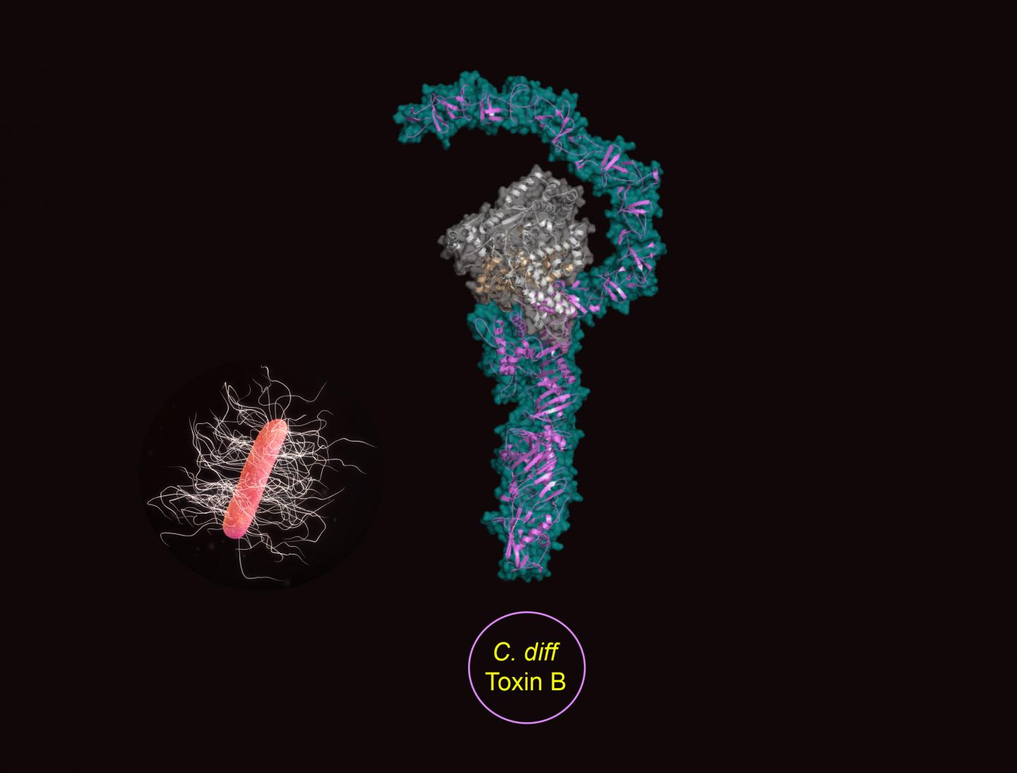 3D Crystal Structure of C. diff Toxin B