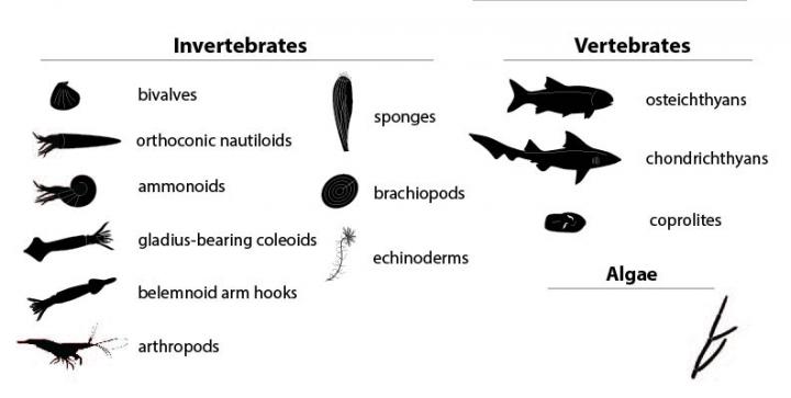 Fossils Show Unexpected Divers [IMAGE] | EurekAlert! Science News Releases