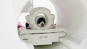 Pet dog Maeva is ready for data collection in the magnetic resonance imaging scanner. The bandage serves as an additional noise protection in combination with earplugs.