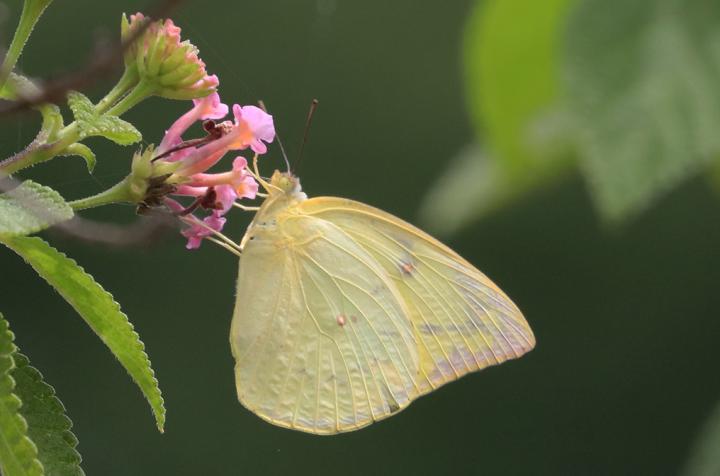 Female Lemon Emigrant