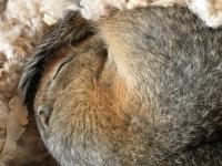 hibernating squirrel (2)