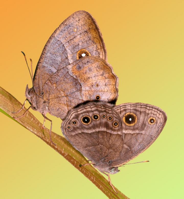 Bicyclus anynana Butterflies