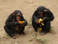 Chimpanzees Eating