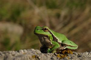 Hitch-hiking European tree frog