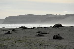 elephant seals dead on beach in argentina