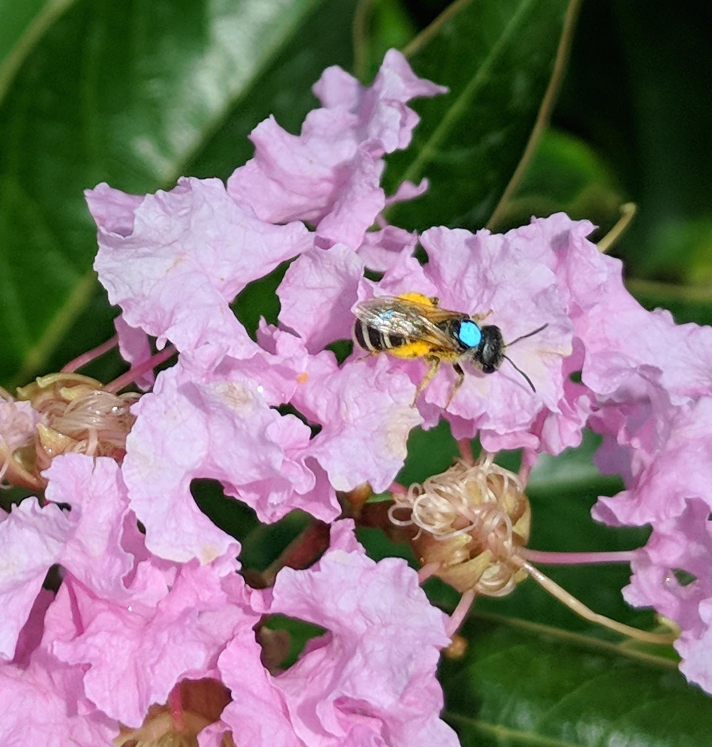 Sweat Bee on Flower