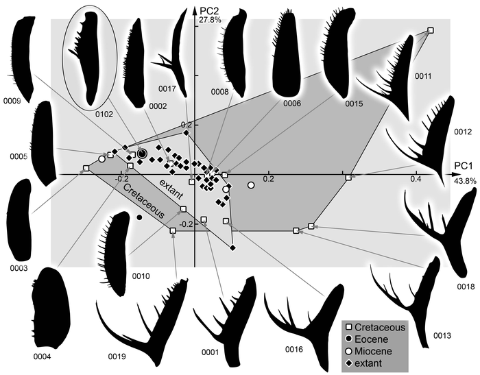 Morphospace plot