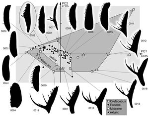 Morphospace plot