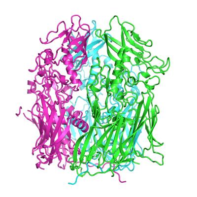 3 Molecules of the Protein D13 Assembled Together to Form a Trimer