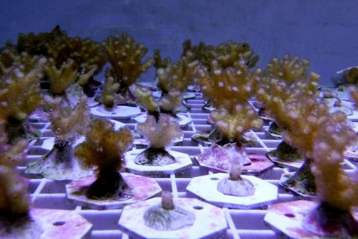 P. Damicornis Coral
