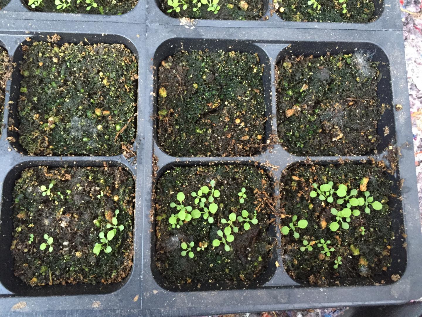 Seedlings