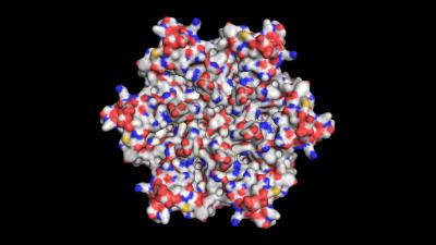 Molecular Structure in <i>H. pylori</i>